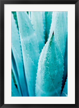 Framed Abstract Agava II Color Print