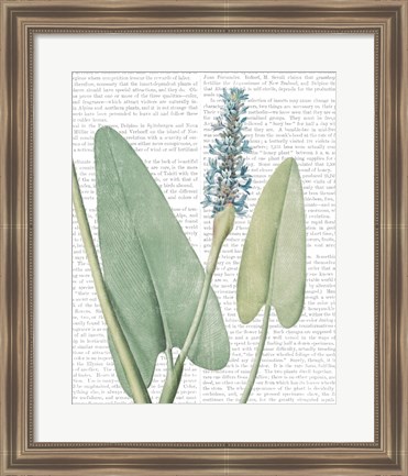 Framed Summer Botanicals IV Print