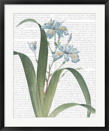 Framed Summer Botanicals III Print