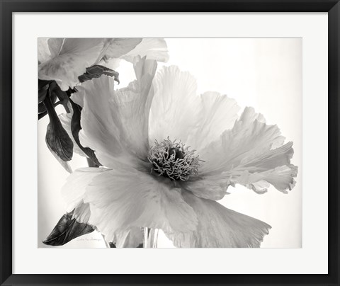 Framed Translucent Peony VI BW Print