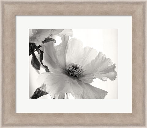 Framed Translucent Peony VI BW Print