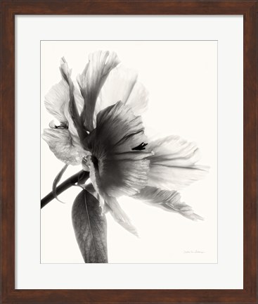 Framed Translucent Peony II BW Print