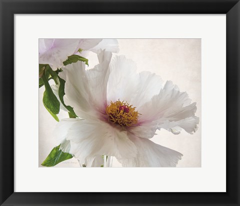 Framed Translucent Peony VI Print