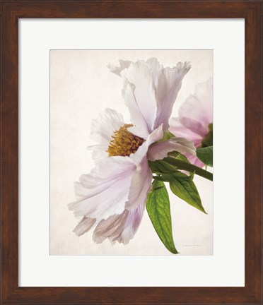 Framed Translucent Peony IV Print