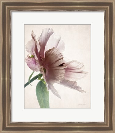 Framed Translucent Peony II Print