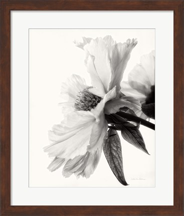 Framed Translucent Peony IV BW Print