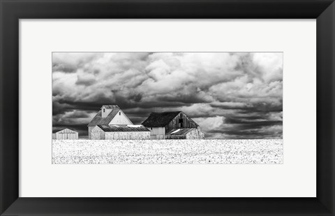 Framed Five White Barns Print