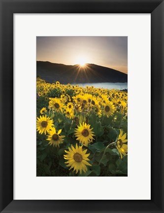 Framed Columbia River Gorge Sunrise Print