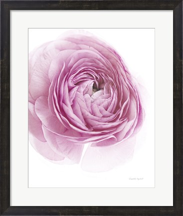 Framed Pink Lady III Print