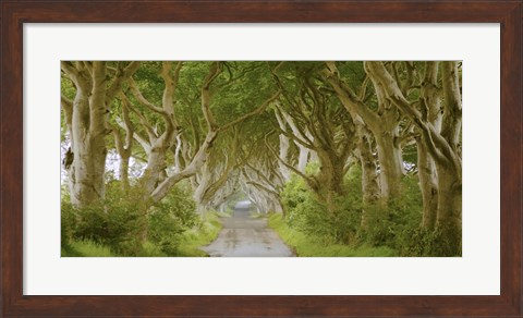 Framed Dark Hedges, Ireland Print