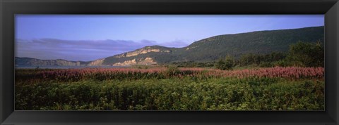 Framed Flowers in Cap Bon Ami, Forillon National Park, Quebec, Canada Print