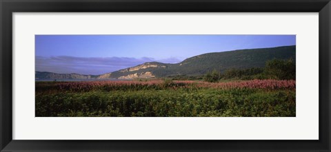 Framed Flowers in Cap Bon Ami, Forillon National Park, Quebec, Canada Print