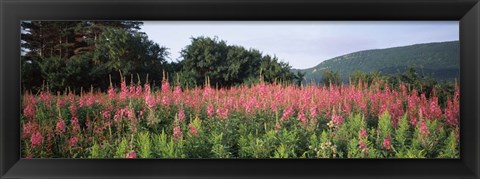 Framed Purple Loosestrife Flowers in a Field, Forillon National Park, Quebec, Canada Print