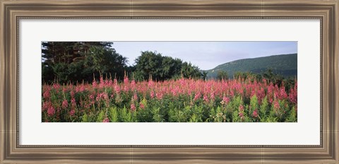 Framed Purple Loosestrife Flowers in a Field, Forillon National Park, Quebec, Canada Print