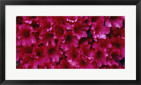 Framed Red Azaleas, Sacramento, California Print