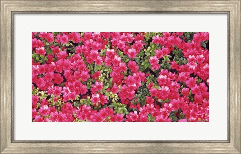 Framed Red Azalea Flowers, Sacramento, California Print