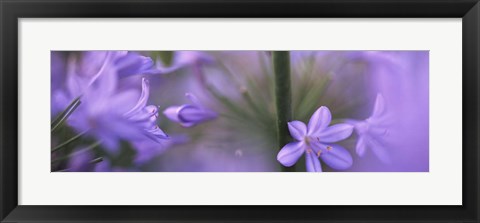 Framed African Lily, Sacramento, California Print