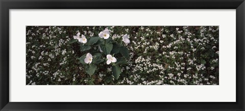 Framed Chimney Tops, Great Smoky Mountains National Park, Gatlinburg, Tennessee Print