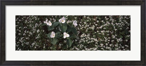 Framed Chimney Tops, Great Smoky Mountains National Park, Gatlinburg, Tennessee Print