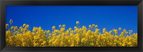 Framed Rape Field in Bloom under Blue Sky Print