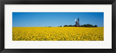 Framed Oilseed Rape Crop with a Traditional windmill, Germany Print