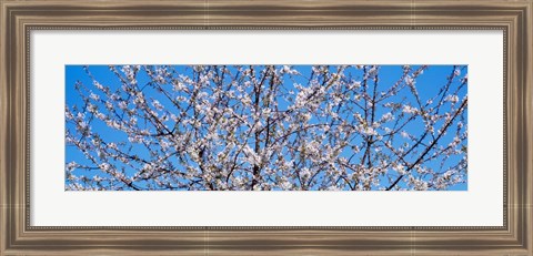 Framed Cherry Tree in Bloom, Germany Print