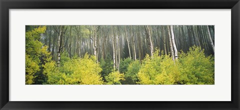 Framed Aspen Trees in a Forest, Utah Print