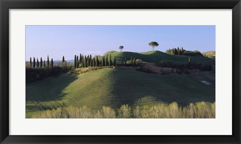 Framed Trees on Rolling Green Hills, Tuscany, Italy Print