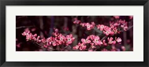 Framed Pink Flowers in Bloom Print