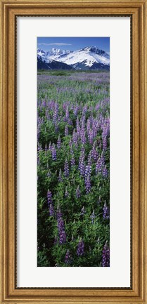 Framed Lupine Flowers in Bloom, Turnagain Arm, Alaska Print