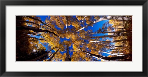 Framed Low Angle View of Aspen Trees in the Forest, Alpine Loop, Colorado Print