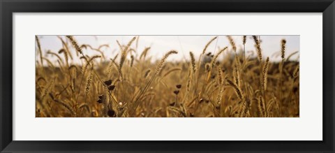 Framed Prairie Grass in a Field Print