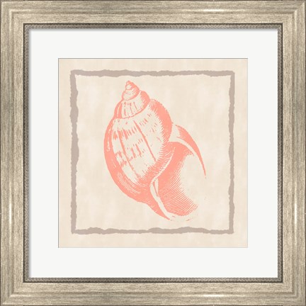 Framed Shell IV Print