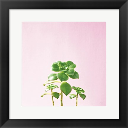 Framed Succulent Simplicity IX on Pink Print