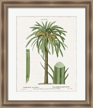 Framed Island Botanicals II Print