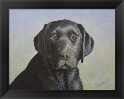 Framed Black Labrador Retriever Print