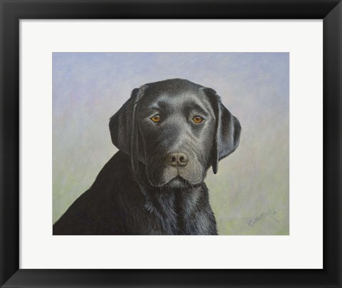 Framed Black Labrador Retriever Print