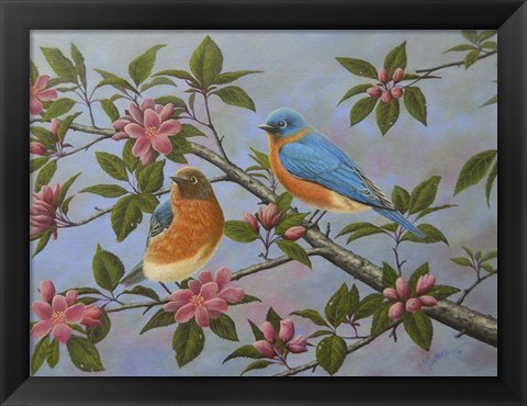 Framed Bluebirds Print