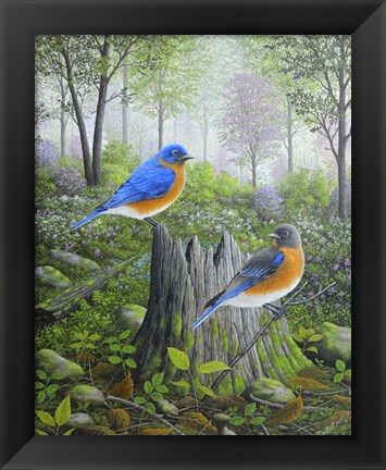 Framed Spring Bluebirds Print