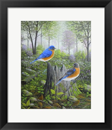 Framed Spring Bluebirds Print