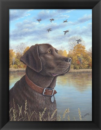 Framed Chocolate Lab Print