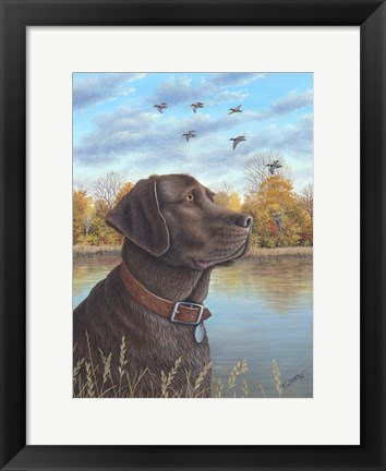 Framed Chocolate Lab Print