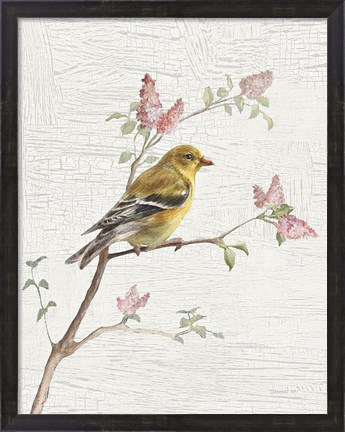 Framed Female Goldfinch Vintage v2 Print