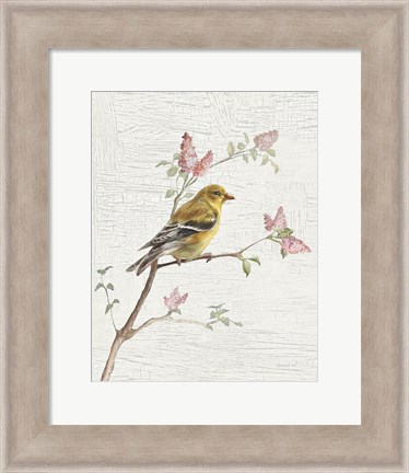 Framed Female Goldfinch Vintage v2 Print