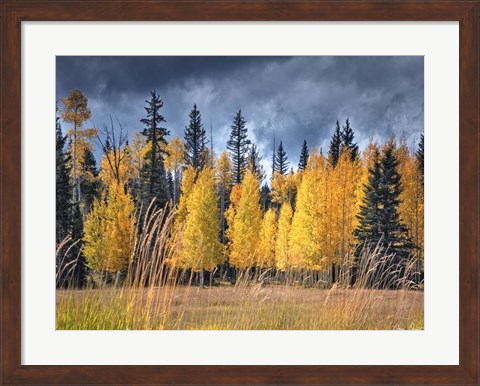 Framed Through the Yellow Trees I Print