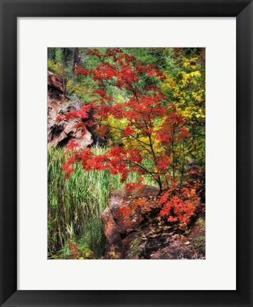 Framed Peaceful Woods I Print