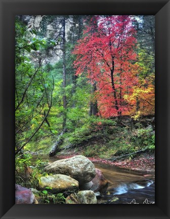 Framed Peaceful Woods II Print
