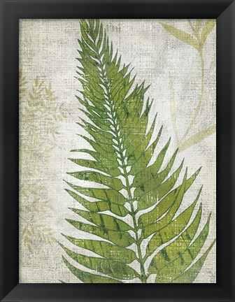 Framed Frond II Print