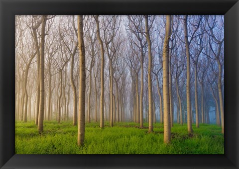 Framed Morning Of The Forest Print