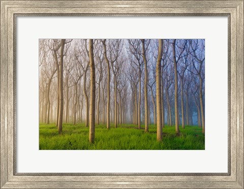 Framed Morning Of The Forest Print